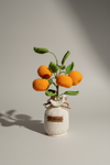 Mandarins - The Citrus Joy